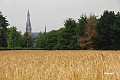 Nostalgisch korenveld aan de Groenstraat